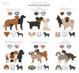 Designer dogs, crossbreed, hybrid mix pooches collection isolated on white. Flat style clipart set