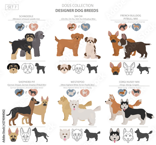 west highland terrier husky mix