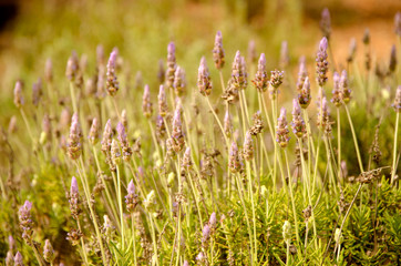 Wild lavender