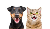Fototapeta Zwierzęta - Portrait of funny dog breed Jagdterrier and cheerful cat Scottish Straight isolated on white background