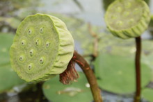 Close Up Of Natural Green Lotus Seed Pods In Pond.