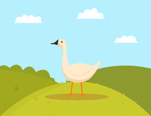 Goose On Grass, Walking Farm Bird Character, Side View Of White Countryside Animal, Duck Or Fowl Outdoor, Poultry Eating On Hills, Farming Vector