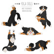 Yoga dogs poses and exercises. Bernese mountain dog clipart