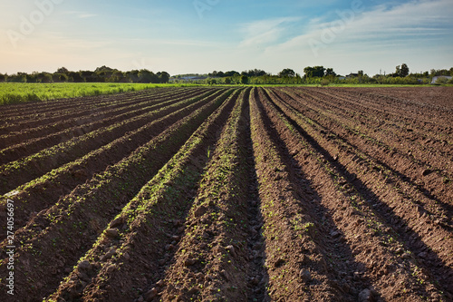 Cuadros en Lienzo Ploughed field, springtime agricultural background