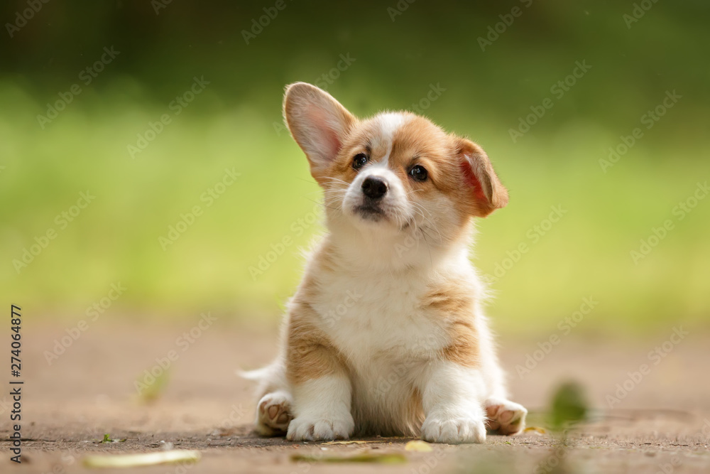 Cute Welsh corgi puppy sitting outdoor in summer - obrazy, fototapety, plakaty 