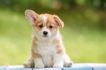 Wall Mural - cute puppy Pembroke Welsh Corgi with one ear standing up outdoor in summer park 