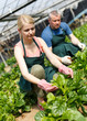 © JackF - Woman gardener working with Malabar spinach in  hothouse