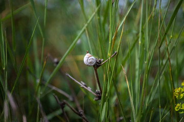 Wall Mural - snail on the stem