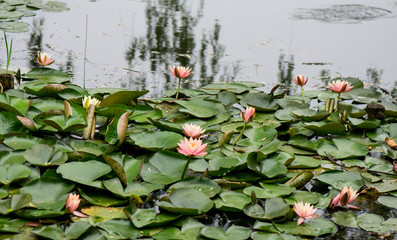 Poster - water lilies in the pond