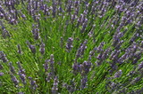 Fototapeta Lawenda - Lavender field detail, grown commercially for lavender oil, extracted from the plants and used in essential oil and beauty products