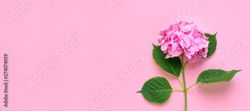 Cuadros en Lienzo Beautiful flowers of pink hydrangea with green leaves on pink background top view flat lay copy space