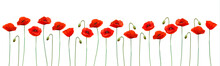 Nature Summer Background With Red Poppies. Vector.