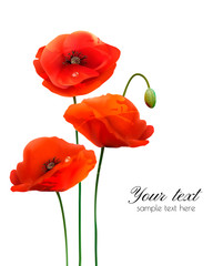 Poster - Red Poppy flowers isolated on white background. Vector illustration
