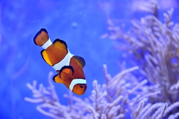 Poster - tropical fish in aquarium