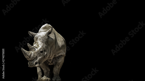 Fotografía Portrait rhino on the black