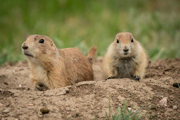 Two Curious Prairie Dogs Near Home