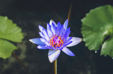Wall Mural - beautiful blue lotus flower in pond. aquatic water lily fresh nature flower blooming background outdoors in garden top view flat lay.
