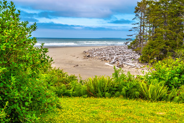 Wall Mural - Beautiful Morning Hike on Ruby Beach in Olympic National Park, Washington