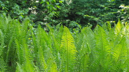 Wall Mural - Fern in the forest. Fern fronds in the forest. Forest fern.