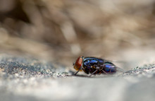 Macro Photography Of A Blue Fly On A Rock, Captured In The High Mountains Of Central Colombia. View From The Side.