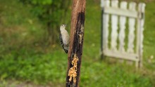Juvenile Young Red Bellied Woodpecker Eating Peanut Butter On A Wooden Fence Post