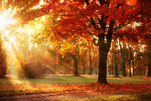 Autumn Landscape. Fall Scene.Trees And Leaves In Sunlight Rays