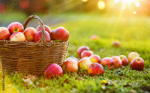 Fotomural Apples in a Basket Outdoor. Sunny Background. Autumn Garden