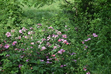 Poster - Roadside Flowers