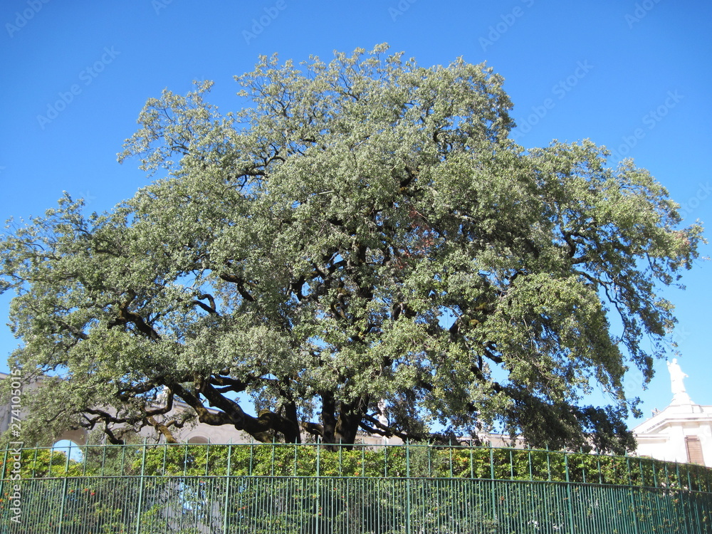Fatima Tree Big tree in the square of Fatima, Portugal Stock Photo | Adobe Stock