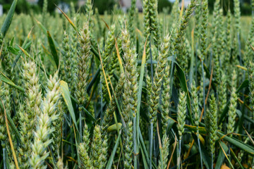  Green wheat growing