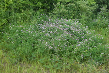 Poster - Roadside Flowers