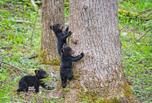Black Bear Cubs Playing Together In Cades Cove, Part Of The Smoky Mountains.