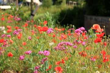 Flower poppy flowering on background poppies flowers.