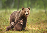Fototapeta  - Female Eurasian brown bear and her cubs in boreal forest
