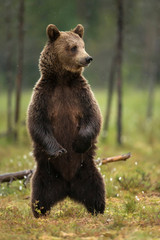 Wall Mural - close up of eurasian brown bear standing on hind legs