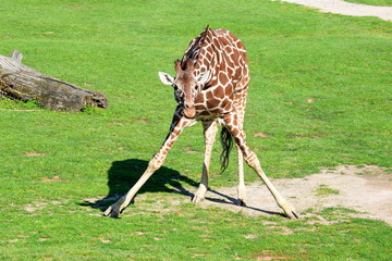 Wall Mural - Giraffe Giraffa Reticulata Posing Portrait