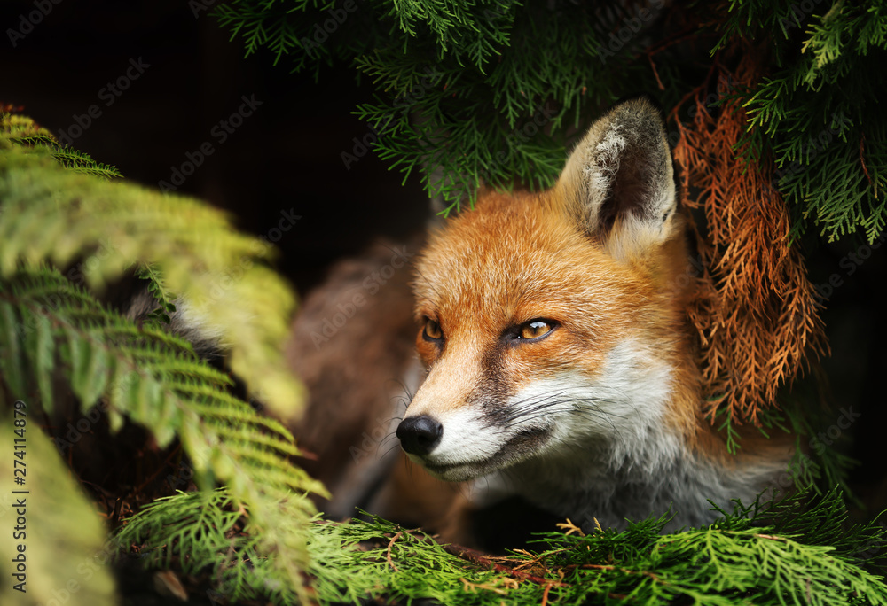 Close up of a Red fox lying under a tree - obrazy, fototapety, plakaty 