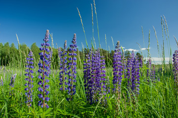 Wall Mural - Group of purple lupine flowers growing on a green meadow and blue sky