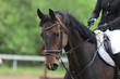 © acceptfoto - Portrait of beautiful show jumper horse in motion on racing track