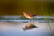 A Least Sandpiper Stands In The Shallow Water In The Soft Early Morning Sun With Its Reflection.