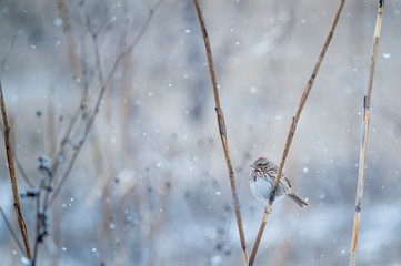 Wall Mural - a song sparrow perched on phragmites in a light falling snow is all fluffed up to protect against th