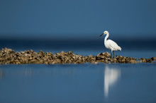 A Snowy Egret Walks On An Oyster Bed In The Bright Sun With A Blue Ocean And Sky Background.