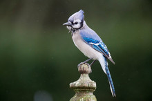A Colorful Blue Jay Perched On A Wooden Fence Post In A Light Rain With A Smooth Green Background Looks All Wet And Ruffled Up.