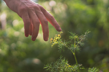 human hand reaching and touching young plant  under the sunshine, feeling the nature