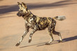 African wild dog running on gravel road in Kruger National park, South Africa ; Specie Lycaon pictus family of Canidae