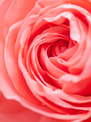 Abstract macro shot of beautiful pink rose flower.  Floral background with soft selective focus, shallow depth of field.