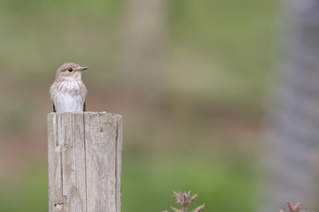 Wall Mural - Spotted Flycatcher