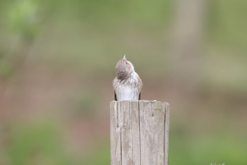 Wall Mural - Spotted Flycatcher