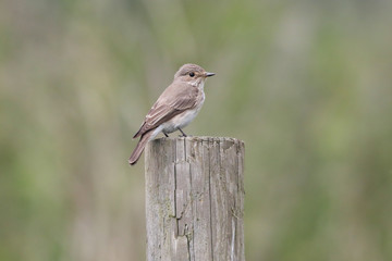 Poster - Spotted Flycatcher