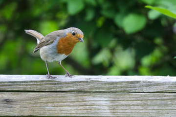 Wall Mural - Robin